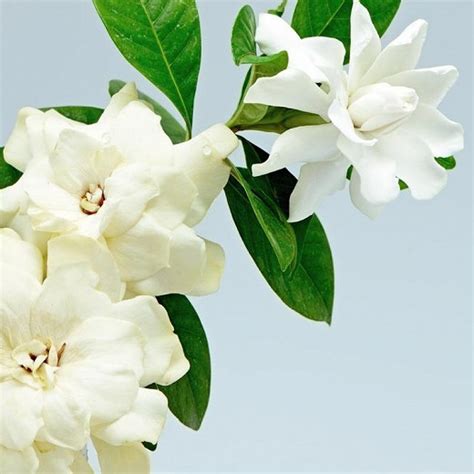 largest gardenia.